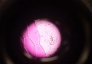 Widok próbki pod mikroskopem.