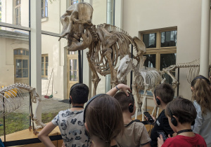 Uczniowie oglądają szkielety zwierząt.