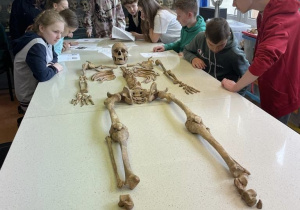 Uczniowie oglądają szkielet człowieka.
