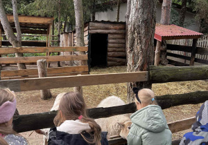 Uczniowie patrzą na zwierzęta